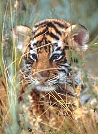 med_baby-bengal-tiger
